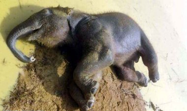 फिर एक हाथी शावक की मौत, मचा हडकंप, हो रही मौतों का कौन जिम्मेदार?, विभाग की कार्यशैली पर गंभीर उठ रहे सवाल