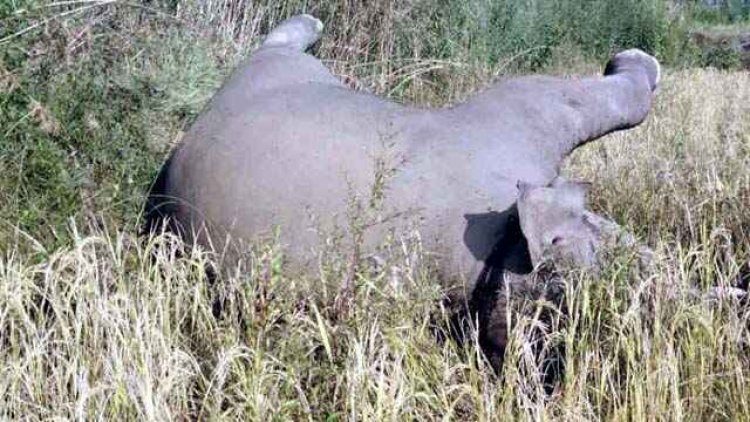 जंगल में संदिग्ध हालात में मिला नन्हें हाथी का शव, गले और पैर में चोट के निशान, शिकार के लिए बिछाए तार की चपेट में आने की आशंका