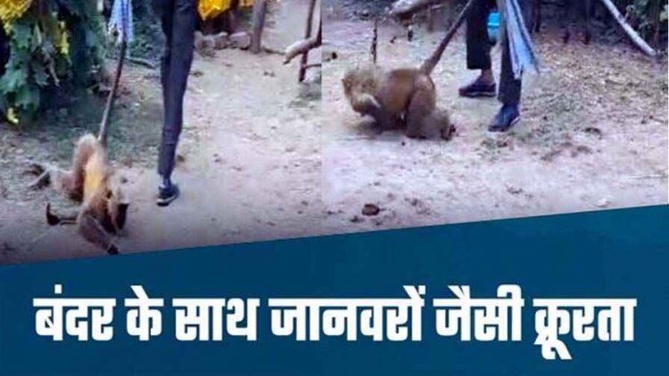 बेजुबान के साथ बर्बरता, युवक ने बंदर को बेरहमी से पीटा, वीडियो वायरल हुआ तो भड़का हिंदू समाज,  क्षेत्र में आक्रोश का माहौल, उठी कड़ी कार्रवाई की मांग