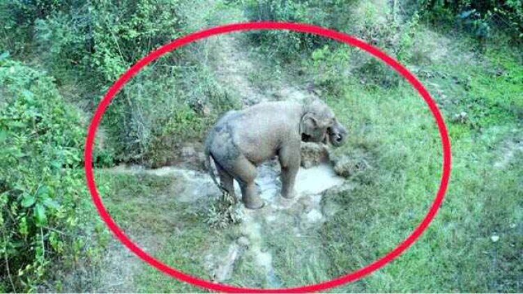 पोटाश बम के चपेट में आने से जंगली हाथी हुआ घायल, मचा हड़कंप, ट्रेस कैमरा के जरिए लगातार वन विभाग कर रहा निगरानी, एलर्ट जारी