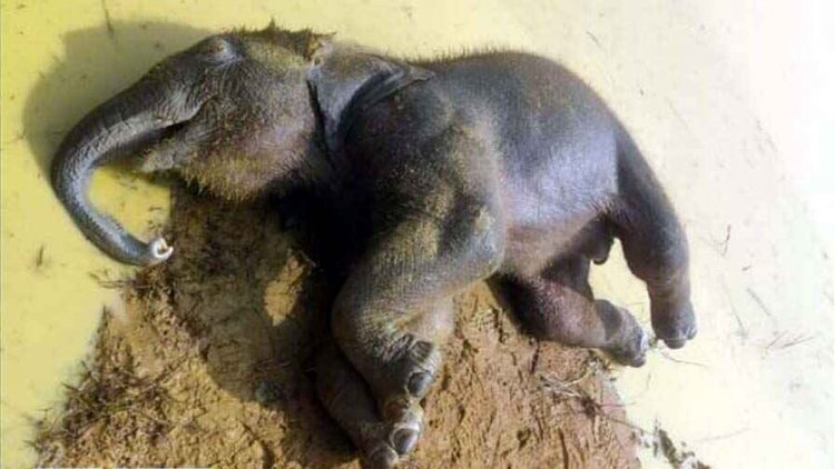 फिर एक हाथी शावक की मौत, मचा हडकंप, हो रही मौतों का कौन जिम्मेदार?, विभाग की कार्यशैली पर गंभीर उठ रहे सवाल