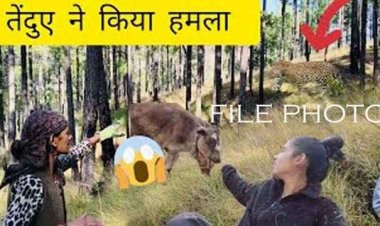 छत्तीसगढ़ में आदमखोर तेंदुआ, बाजार से लौट रहे ग्रामीण पर तेंदुए ने किया जानलेवा हमला, मौके पर ही मौत, जंगल में मिली लाश, फैली सनसनी