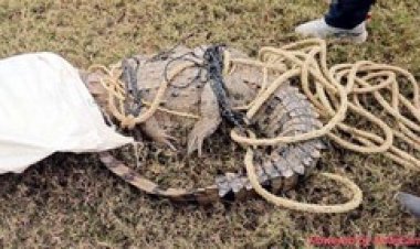 बाघ ने किया मवेशी का शिकार, दहाड़ सुनकर इलाके में दहशत, प्रशासन ने दी चेतावनी, इधर बीच गांव में पहुंचा मगरमच्छ, ग्रामीणों ने किया रेस्क्यु