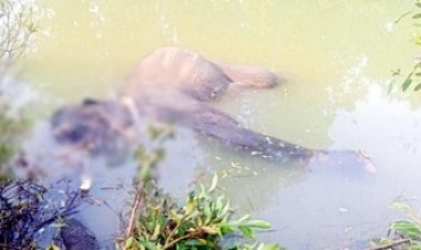 बाघिन की एंट्री से गांवों में की जा रही मुनादी, गजराज में घरों को तोड़ा, मंडी पहुंचकर धान भी खाया, दंतैल हाथी की पानी में तैरती मिली लाश