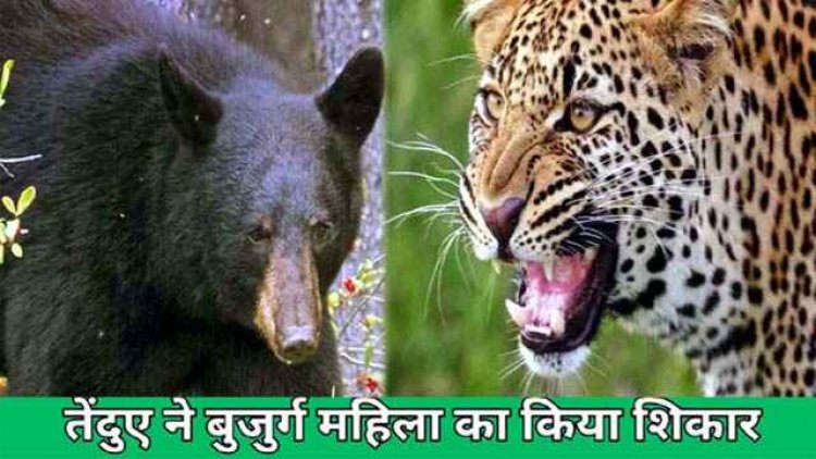 कमार महिला का तेंदुआ ने किया शिकार, घर से घसीटकर ले गया जंगल, इधर भालू के हमले से बुजुर्ग हुआ घायल, अस्पताल में भर्ती