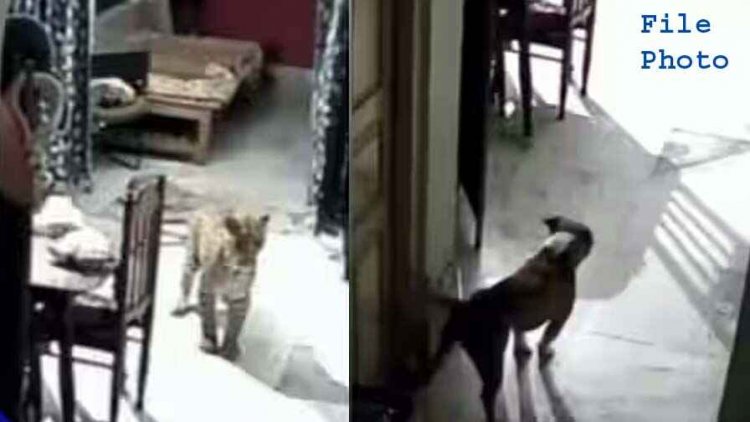 जिले में बढ़ रहा तेंदुआ का आतंक, घर में घुसे तेंदुए को पालतू कुत्ते ने भगाकर बचाई परिवार के सदस्यों की जान, इलाके में दहशत का माहौल