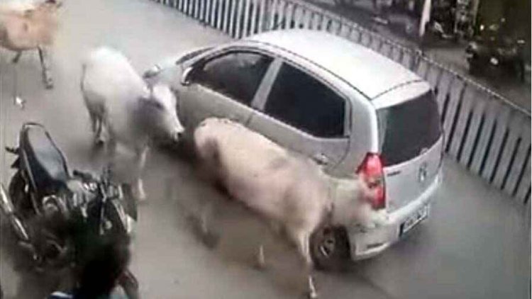 बछड़े को रौंद कर भाग रही कार, मां ने दूसरी गायों के साथ दौड़कर रोका, चालक ने दिखाई क्रूरता तो दिखा ममता और साहस का अनोखा नजारा