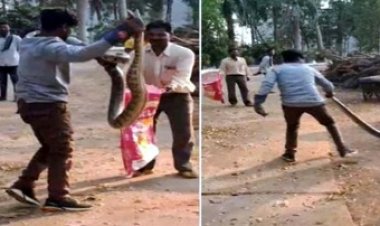 श्मशान घाट में दिखा 7 फीट लंबा अजगर सांप, बना अफरा-तफरी का माहौल, जग्गू ढीमर ने किया कामयाब रेस्क्यू, लोगों ने ली राहत की सांस