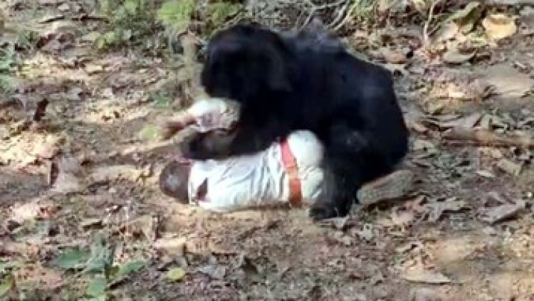 भालू के हमले से बाप-बेटे की मौत, दो लोगों को घायल करने के बाद शव लेने गई वन विभाग की टीम पर दोबारा जानलेवा हमला, डिप्टी रेंजर घायल