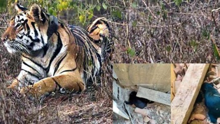 भालू ने रिहायसी इलाके में शावकों को दिया जन्म, देखने पहुंचे ग्रामीणों पर किया हमला, बाघिन ने किया गाय का शिकार, वीडियो आया सामने