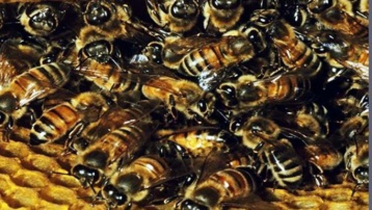 गणतंत्र दिवस कार्यक्रम में मधुमक्खियों ने ध्वजारोहण के दौरान काटा, मचा हडकंप, कई घायल, घायलों का अस्पताल में इलाज जारी