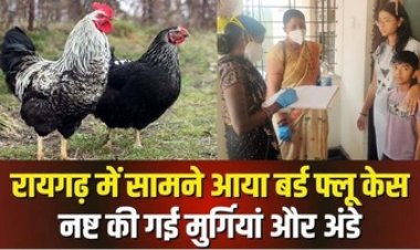 छत्तीसगढ़ में फैला बर्ड फ्लू, हजारों मुर्गियां-अंडे किये गये नष्ट, मचा हड़कंप, स्वास्थ्य विभाग अलर्ट, लोगों से एहतियात बरतने की अपील