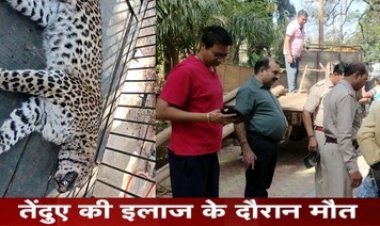 उरतुली घाट के पास अज्ञात वाहन की टक्कर से तेंदुआ घायल, तेंदुए की इलाज के दौरान मौत, वन विभाग की कोशिशें नाकाम, इलाके में दहशत का माहौल