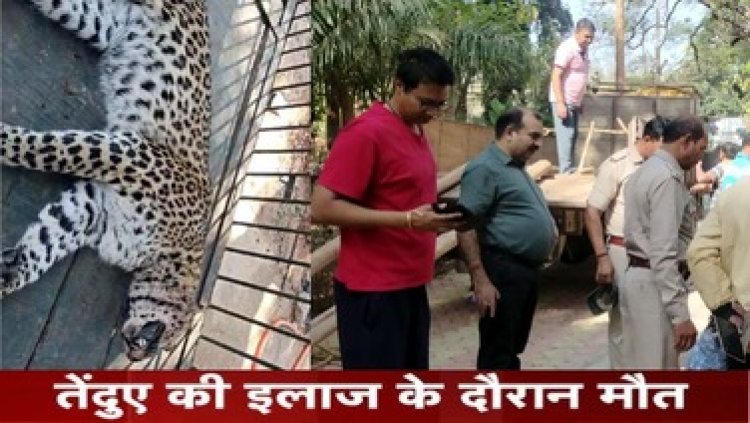 उरतुली घाट के पास अज्ञात वाहन की टक्कर से तेंदुआ घायल, तेंदुए की इलाज के दौरान मौत, वन विभाग की कोशिशें नाकाम, इलाके में दहशत का माहौल