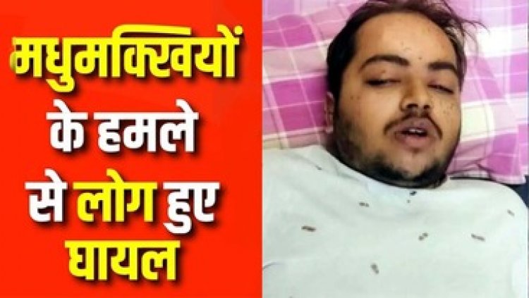 महाशिवरात्रि पर मंदिर में मधुमक्खियों का हमला, 10 से ज्यादा शिवभक्त घायल, मची अफरा-तफरी, डॉक्टर गंभीर हालत में ICU में भर्ती