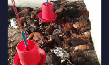 अज्ञात बदमाशों ने मुर्गी फार्म में घुसकर 500 मुर्गियों को मार डाला, आरोपियों ने डंडे से पीट-पीटकर ले ली जान,नजारा देखकर कारोबारी के उड़े होश