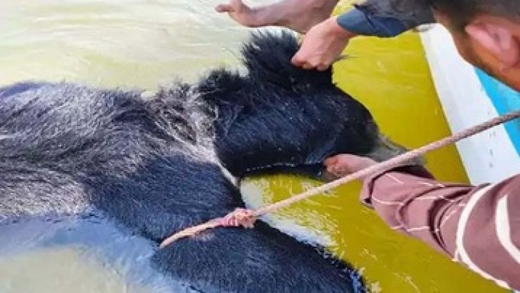 तांदुला डैम में मिली भालू की लाश, संदिग्ध हालत में मौत के बाद पंचनामा और पोस्टमार्टम के बगैर शव गायब!, इलाके में फैली सनसनी