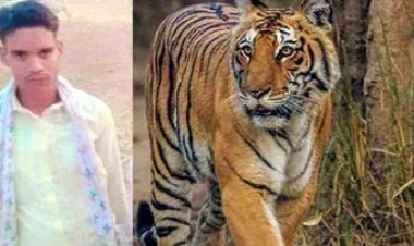 बाघ के हमले में युवक की मौत, महुआ बिनने के दौरान हुआ शिकार, इलाके में दहशत में ग्रामीण, जांच से होगा खुलासा