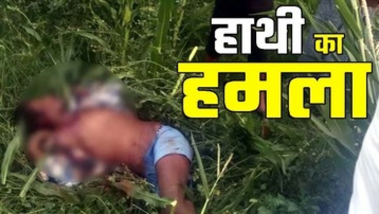 छग में नहीं थम रहा गजराज का आतंक, फसल रखवाली करने पहुंचे ग्रामीण की हाथी के हमले से गई जान, चार दिनों में चौथी मौत