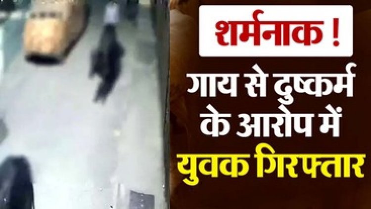 गाय के साथ कुकर्म करने वाले दो मामलों में द्वारका समेत 2 आरोपी गिरफ्तार, वीडियो वायरल होने के बाद गौ-रक्षक संगठनों ने मचाया बवाल
