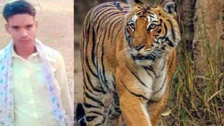 बाघ के हमले में युवक की मौत, महुआ बिनने के दौरान हुआ शिकार, इलाके में दहशत में ग्रामीण, जांच से होगा खुलासा