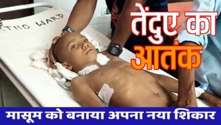 फिर तेंदुआ ने बरपाया कहर, घर के पास खेल रहे 6 वर्षीय मासूम पर तेंदुए ने किया जानलेवा हमला, हालत नाजुक, इलाके में दहशत का माहौल