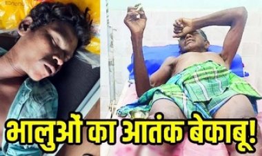 तेंदूपत्ता तोड़ने गए युवक को लगा करंट, पेड़ से गिरने पर हुई मौत, इधर जंगल गए ग्रामीण पर भालू के किया हमला, बुरी तरह घायल, आंख बाहर