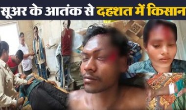 खूंखार जंगली सुअर का हमला, 7 ग्रामीण घायल, वन विभाग ने अकेले जंगल जाने से किया मना, घायलों को किया अस्पताल में भर्ती