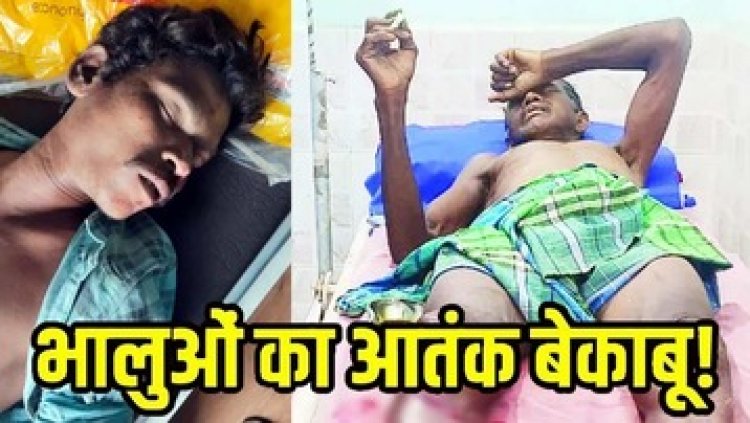 तेंदूपत्ता तोड़ने गए युवक को लगा करंट, पेड़ से गिरने पर हुई मौत, इधर जंगल गए ग्रामीण पर भालू के किया हमला, बुरी तरह घायल, आंख बाहर