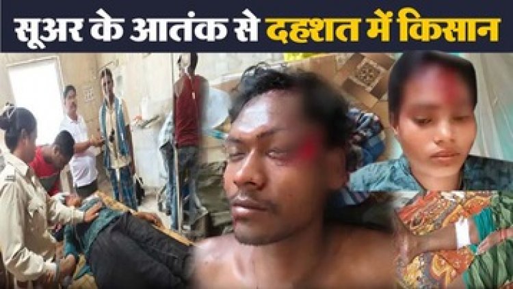 खूंखार जंगली सुअर का हमला, 7 ग्रामीण घायल, वन विभाग ने अकेले जंगल जाने से किया मना, घायलों को किया अस्पताल में भर्ती