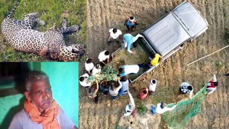 घायल तेंदुए ने खेत की बाड़ी में सो रहे किसान पर किया हमला, संघर्ष के बाद बचा ग्रामीण, रेस्क्यू के दौरान तेंदुआ की मौत