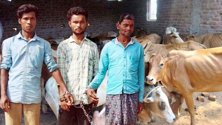 33 नग गौ वंश को बूचड़खाने ले जाने वाले आरोपी सिंधूराम, मानसिंह और सुरेश को गरियाबंद पुलिस ने गिरफ्तार कर भेजा जेल, मवेशी बरामद