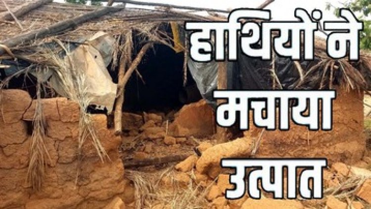 गरियाबंद में हाथियों का हाई अलर्ट, मैनपुर के जंगलों से 20 गांवों तक फैला दहशत का साया, फसलों का किया बुरा हाल, लोगों को सावधान रहने की अपील