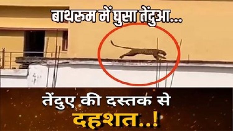 धमतरी में घर के टॉयलेट में छिपकर बैठा तेंदुआ, हिलती हुई पूंछ देख भागे घर के सभी लोग; रेस्क्यू के बाद छत से कूदकर चला गया जंगल