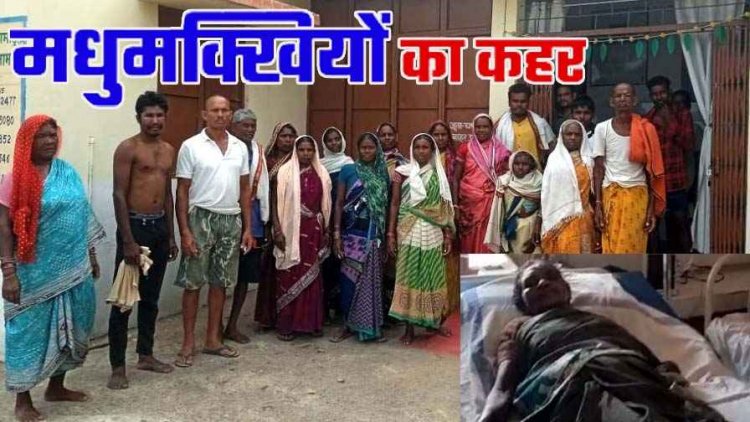 मधुमक्खियों का मजदूरों पर हमला, 15 मजदुर घायल, अस्पताल में भर्ती, सभी का इलाज जारी, एक बुजुर्ग महिला की हालत नाजुक