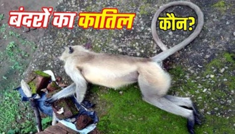 बंदर की एयर गन से गोली मारकर हत्या, वन्य प्रेमियों में आक्रोश, जांच में जुटी वन विभाग की टीम, कातिल की तलाश जारी