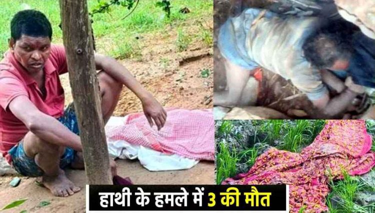 हाथियों का तांडव, रात में तीन ग्रामीणों की दर्दनाक मौत, इधर घटारानी में दंतैल हाथी की दस्तक से 12 गांवों में दहशत, सैलानियों की चहलकदमी बंद