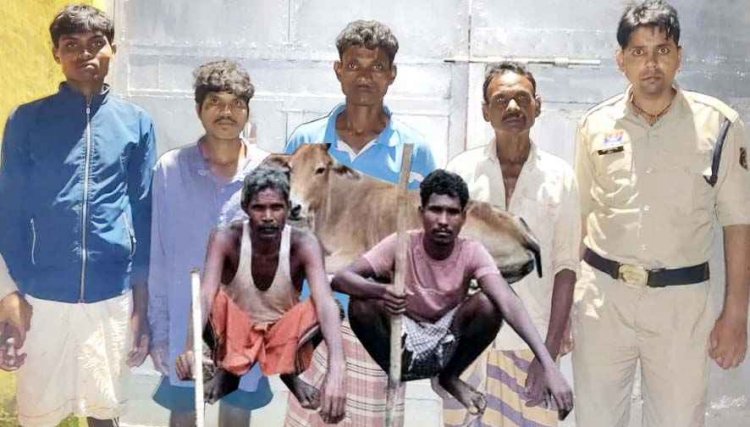 छत्तीसगढ़ में अंतरराज्यीय गौ-तस्करी गिरोह के 4 आरोपी गिरफ्तार, 25 मवेशी बरामद, इधर 52 मवेशियों के साथ दो तस्कर पकड़ाए