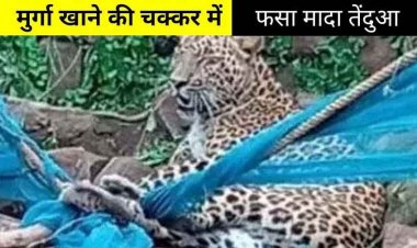 मुर्गी खाने के चक्कर में तार में फंसा तेंदुआ, फैली सनसनी, गांव में मचा हड़कंप, मौके पर पहुंची वन विभाग की टीम