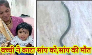 नन्ही शेरनी ने किया कारनामा, 9 महीने की मासूम बच्ची ने खिलौना समझकर जहरीले करैत को चबा लिया, सांप की मौत, बच्ची सुरक्षित