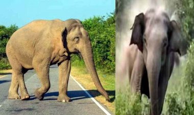 तीन हाथियों का दल पहली बार पहुंचा इंदागांव रेंज, इधर जंगल गए ग्रामीण की हमले से मौत, क्षत-विक्षत मिला शव, ग्रामीणों में दहशत