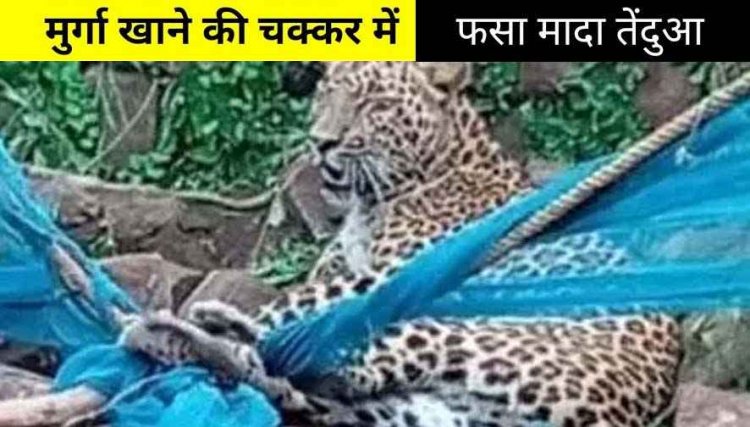 मुर्गी खाने के चक्कर में तार में फंसा तेंदुआ, फैली सनसनी, गांव में मचा हड़कंप, मौके पर पहुंची वन विभाग की टीम