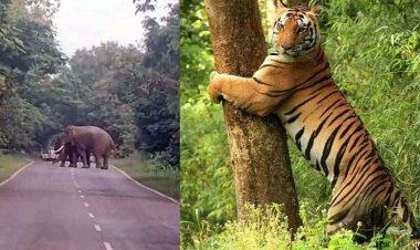 गरियाबंद-पाण्डुका मार्ग पर दो दंतैल हाथियों की एंट्री, हाई अलर्ट जारी, इधर बाघ की दस्तक, ग्रामीण ने भागकर बचाई जान, 60 कर्मियों की तैनाती