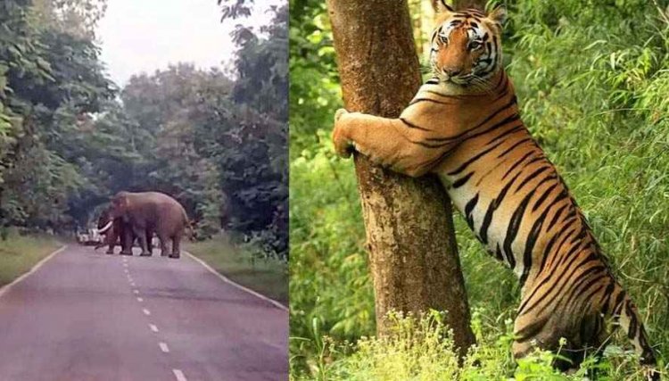 गरियाबंद-पाण्डुका मार्ग पर दो दंतैल हाथियों की एंट्री, हाई अलर्ट जारी, इधर बाघ की दस्तक, ग्रामीण ने भागकर बचाई जान, 60 कर्मियों की तैनाती
