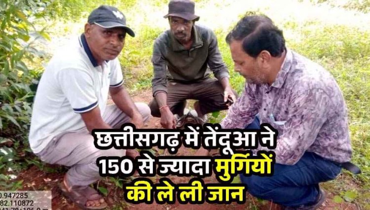 नागझर में तेंदुआ का आतंक, तेंदुए ने 150 से ज्यादा मुर्गियों को उतारा मौत के घाट, ग्रामीणों में दहशत का माहौल, गांवों में अलर्ट जारी