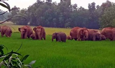 मैनपुर क्षेत्र में हाथियों का तांडव, झोपड़ियों को तोड़फोड़, सैकड़ों एकड़ फसल तबाह, लोग अब मकानों की छत पर रहने को मजबूर