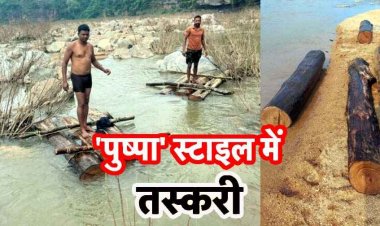 ‘पुष्पा’ स्टाइल में सागौन की स्मगलिंग, नदी पर लकड़ी का ‘सिनेमाई’ कांड का पर्दाफाश, तस्कर कर रहे सरेआम तस्करी, फाइलों में उलझा विभाग!