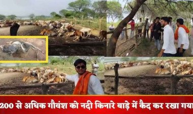 छत्तीसगढ़ में मानवता हुई शर्मसार, नदी किनारे बाड़े में कैद कर रखा गया 200 से ज्यादा गौवंश, बाड़े में सड़ रही लहूलुहान गायें, कई की मौत