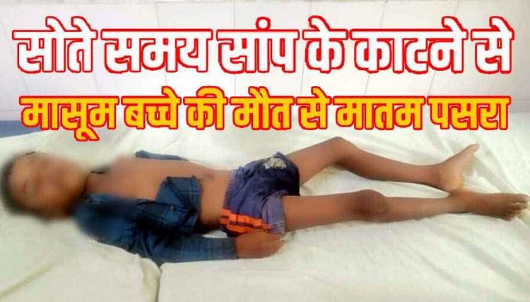 बिस्तर पर सो रहे 6 साल के मासूम  बच्चे को जहरीले सांप ने डसा, इलाज के दौरान मौत, परिजनों का रो-रोकर बुरा हाल, गांव में भी मातम पसरा