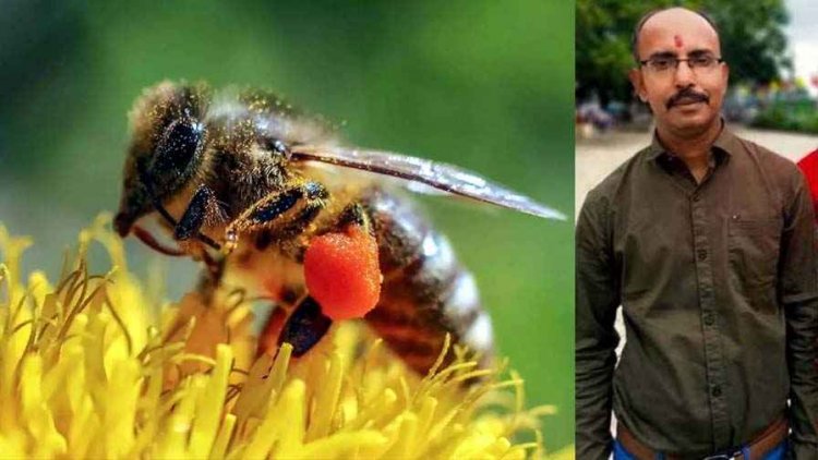 मधुमक्खियों ने किया जानलेवा हमला, हमले में बीजेपी नेता की गई जान, परिवार में पसरा मातम, भाजपा नेताओं में दौड़ी शोक की लहर